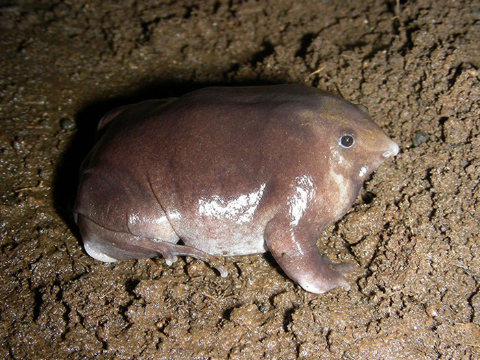 The Newly Discovered Bhupathy's Purple Frog Spends Nearly Its Entire Adult Life Underground - But Its Tadpoles Spend Four Months Suctioned To Cliffs Behind Waterfalls