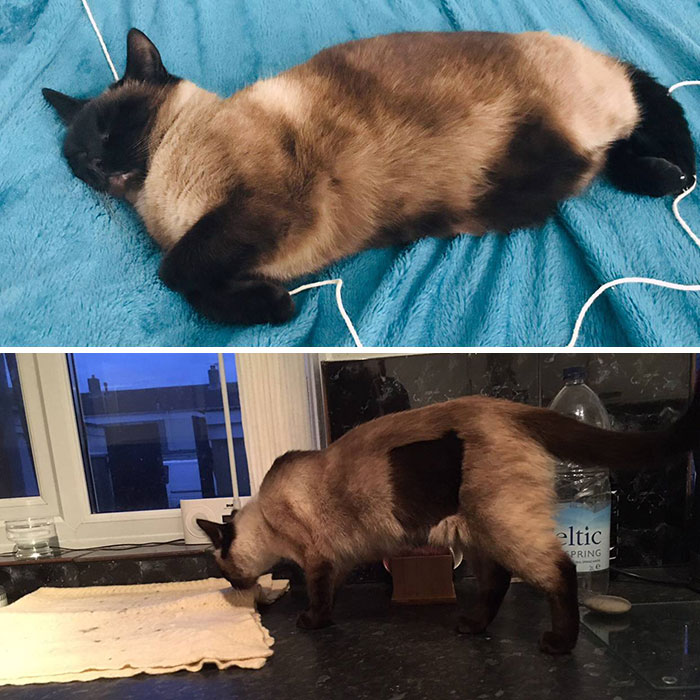 When My Cat Got Spayed, The Shaved Area Grew Back Chocolate Coloured