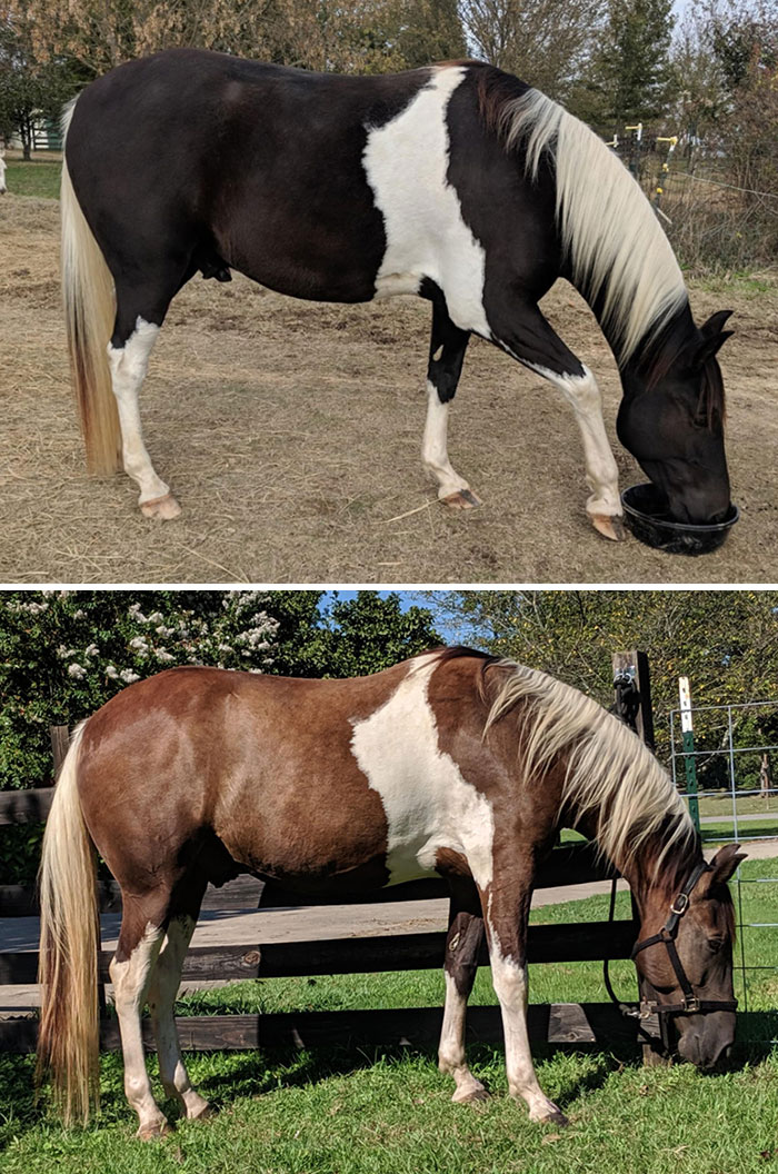 The Color Change Between My Horse's Summer And Winter Coat Is Neat