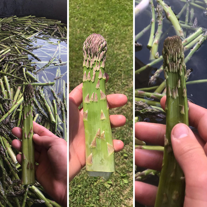 I Work At An Asparagus Farm And Sometimes 2 Asparagus Will Grow Too Close To One Another And Form A Bigger One