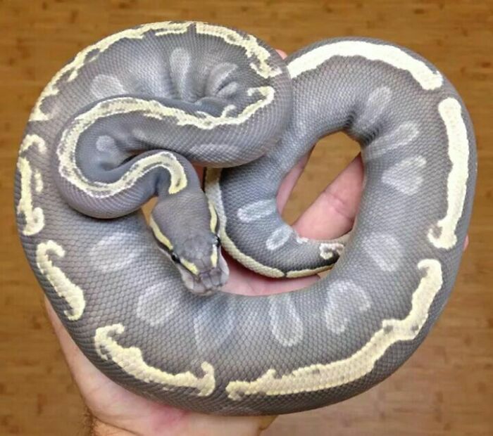 Ghi Mojave Ghost Ball Python