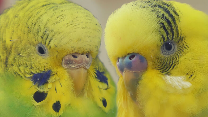 Budgie Youtube Channel Where You Can Learn About Keeping These Gentle Birds Healthy Budgie Youtube Channel Where You Can Learn About Keeping These Gentle Birds Healthy