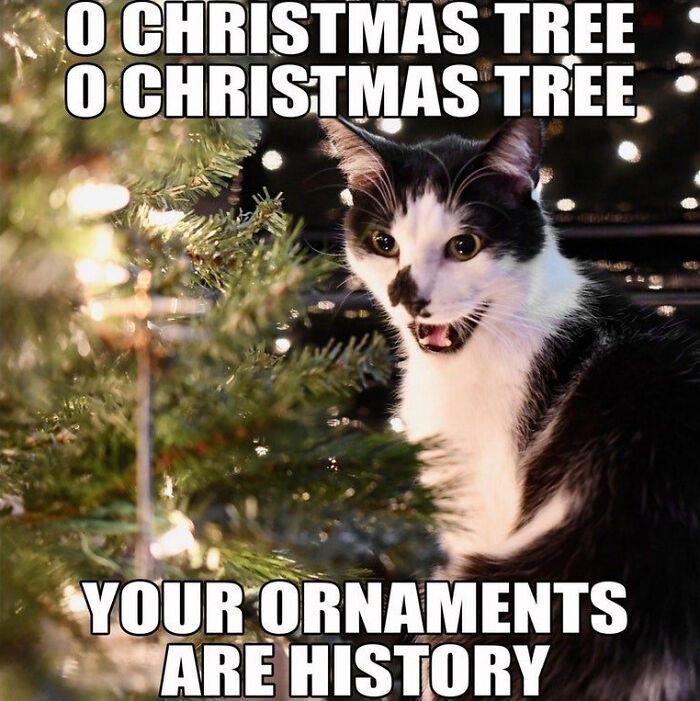 Funny-Cat-Memes-Jokes