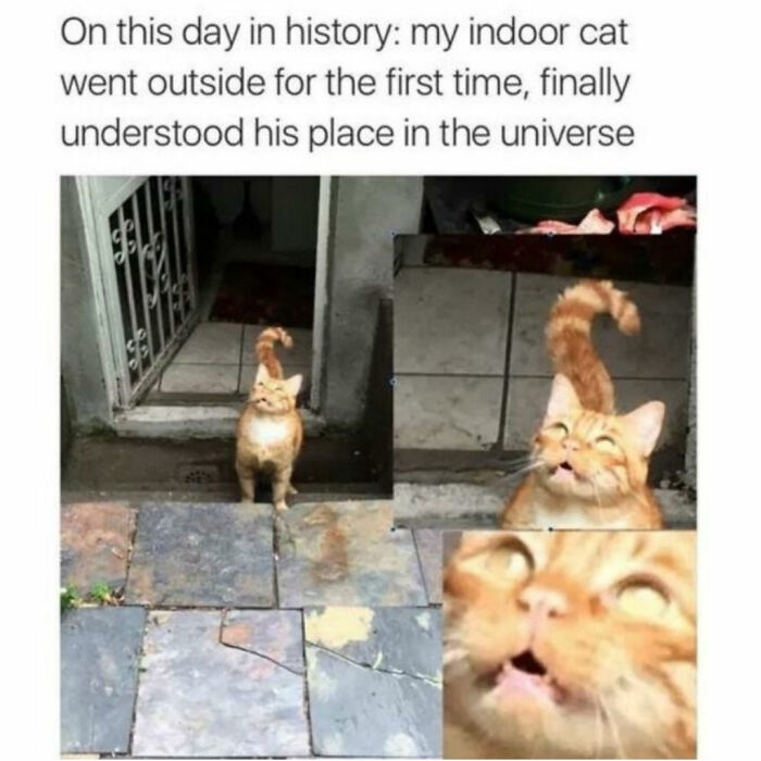 Funny-Cat-Memes-Jokes