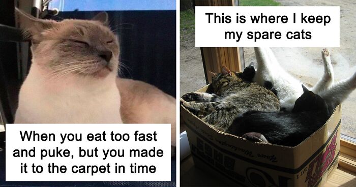 50 Cat Memes Created By People Clearly Living With One | Bored Panda