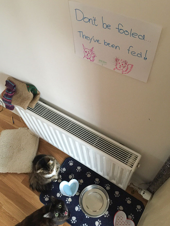 34 Times Cats Acted So Audacious That Their Owners Put Up A Sign To Warn Others About Their Ways