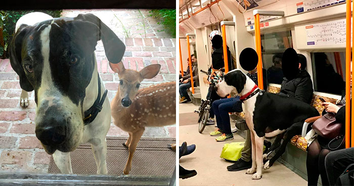 50 Perros de la raza Gran Danés que no son conscientes de su tamaño (Nuevas imágenes)