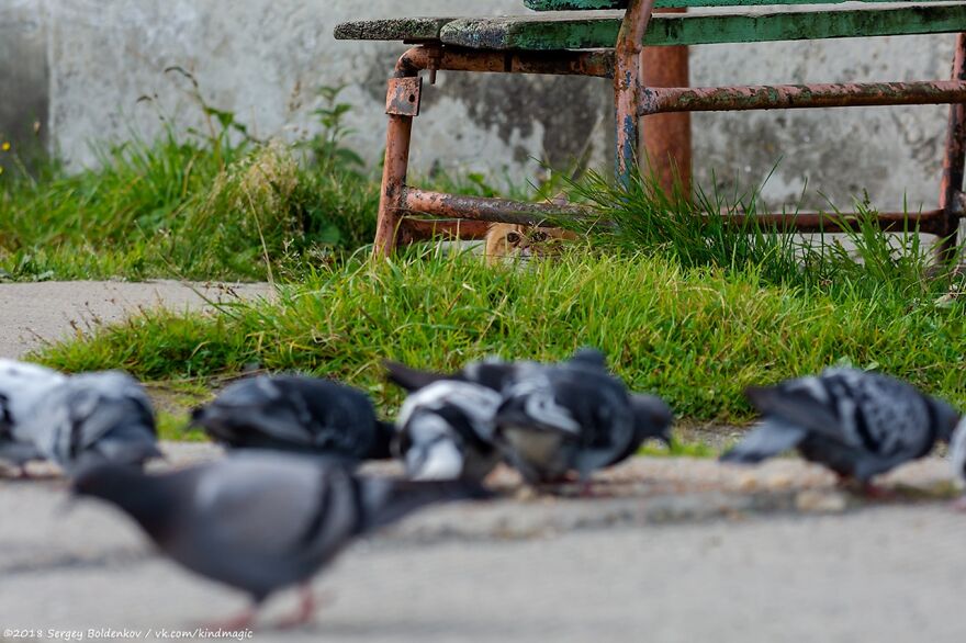 This Photographer Managed To Capture The Step-By-Step Process Of A Cat Chasing Pigeons (15 Pics)