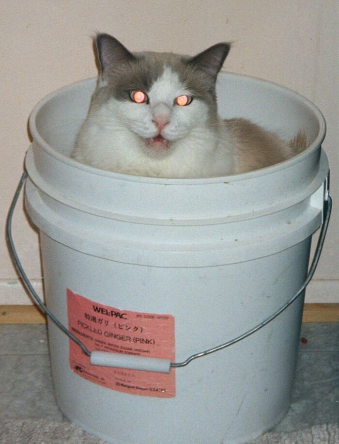 Gypsy In A Pickled Ginger Bucket