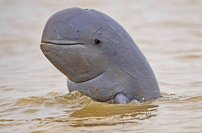 Tell Me You Don't Love This Face! Irrawaddy Dolphin