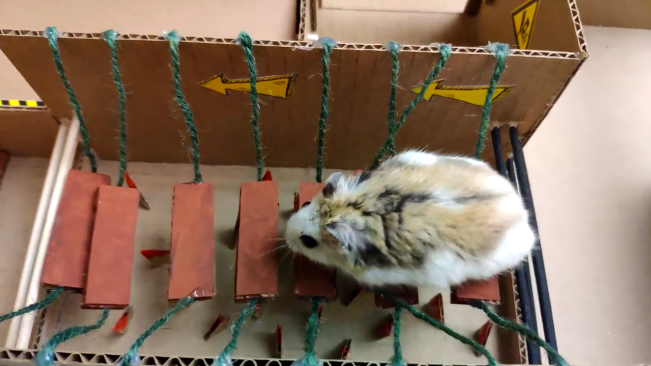 Person Shows Their Hamster Escaping A Prison In Amazing Obstacle Course Video, Captures The Hearts Of 55 Million People