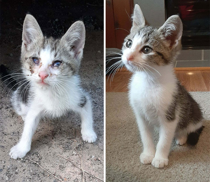 The Day I Found Him Scared And Alone Taking Shelter Under My Car vs. Today