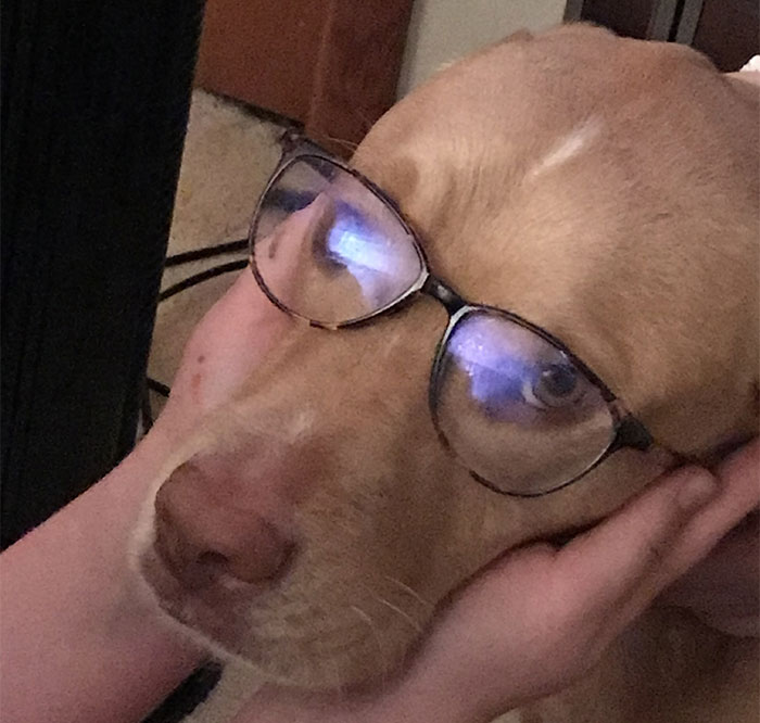 Hey Pandas, Post A Pic Of Your Pet Acting More Sophisticated Than You (Closed)