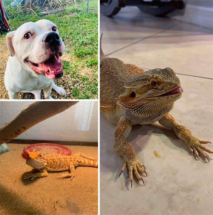 An American Bulldog And Two Bearded Dragons