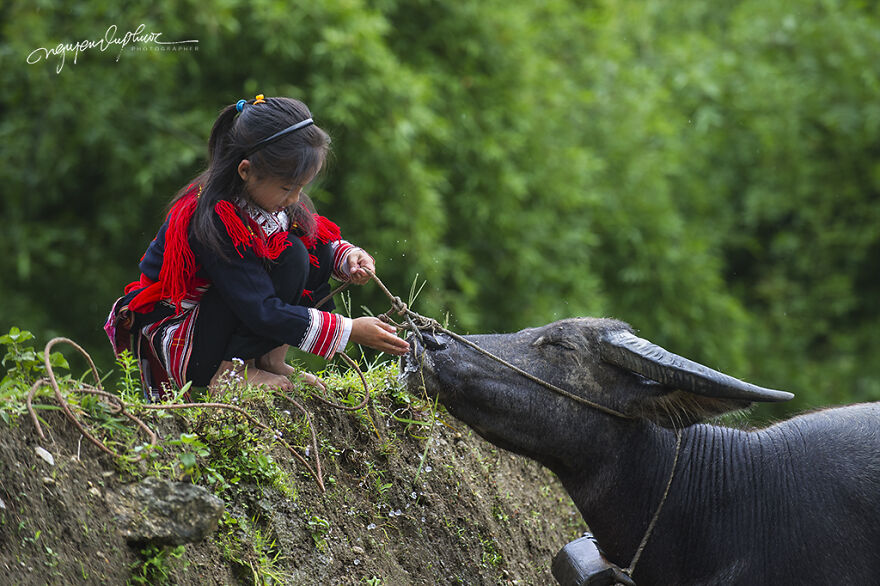 My 29 Pictures That Show The Relationship Between Buffalos And Vietnamese Farmers