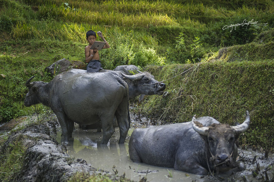 My 29 Pictures That Show The Relationship Between Buffalos And Vietnamese Farmers