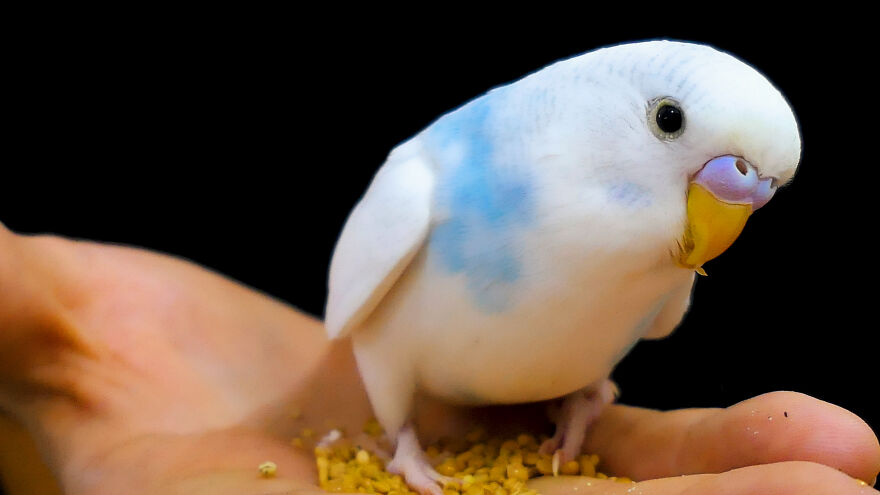 Budgie Youtube Channel Where You Can Learn About Keeping These Gentle Birds Healthy Budgie Youtube Channel Where You Can Learn About Keeping These Gentle Birds Healthy