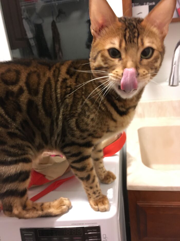 My Bengal Is Obsessed With Water So He Went To One Of My Sinks, I Caught Him In The Act Of Mleming!