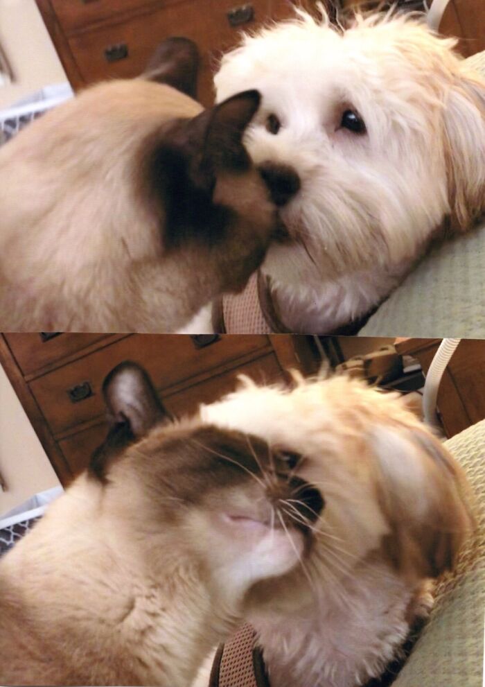 Oh No. Not The Dreaded Kitty Kiss