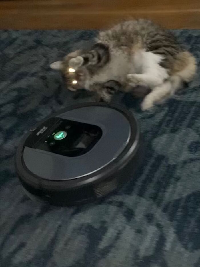 Demon Cat vs. The Roomba