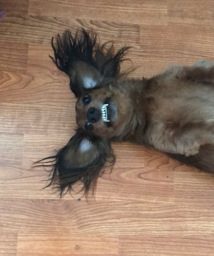 Our Long-Haired Dachshund Chewy Is Our Special Boy. He Just Lays Like This.
