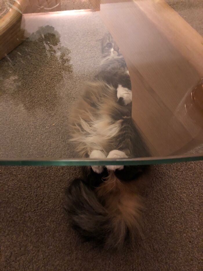 Sparrow Thinks I Can’t See Her When She’s Under Tables.