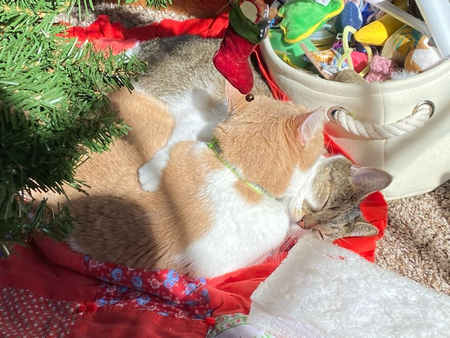 My Kitty Twins Sharing A Nap Between The Toy Box And Christmas Tree.