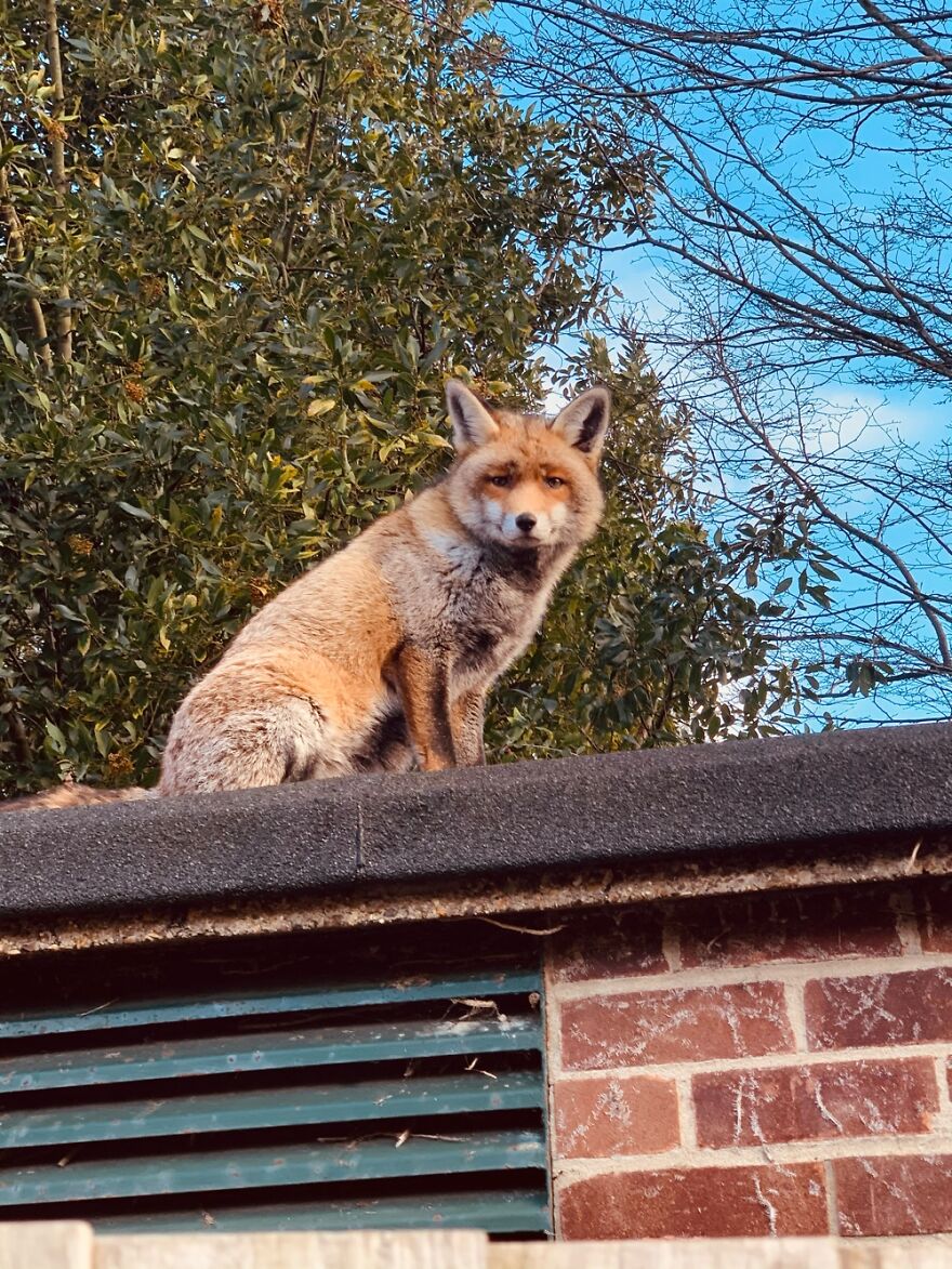 This Fox Was Very Majestically Sitting On A Shed. Very Floofy