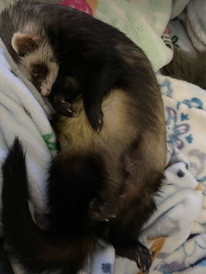 Not Many Things Cuter Than A Sleeping Ferret. He Will Climb Into Bed And Curl Up. "Squeeeeee".