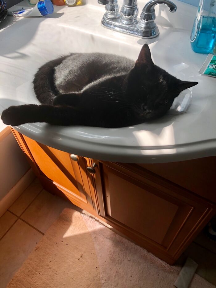 The Sink Is The Best Place To Sleep