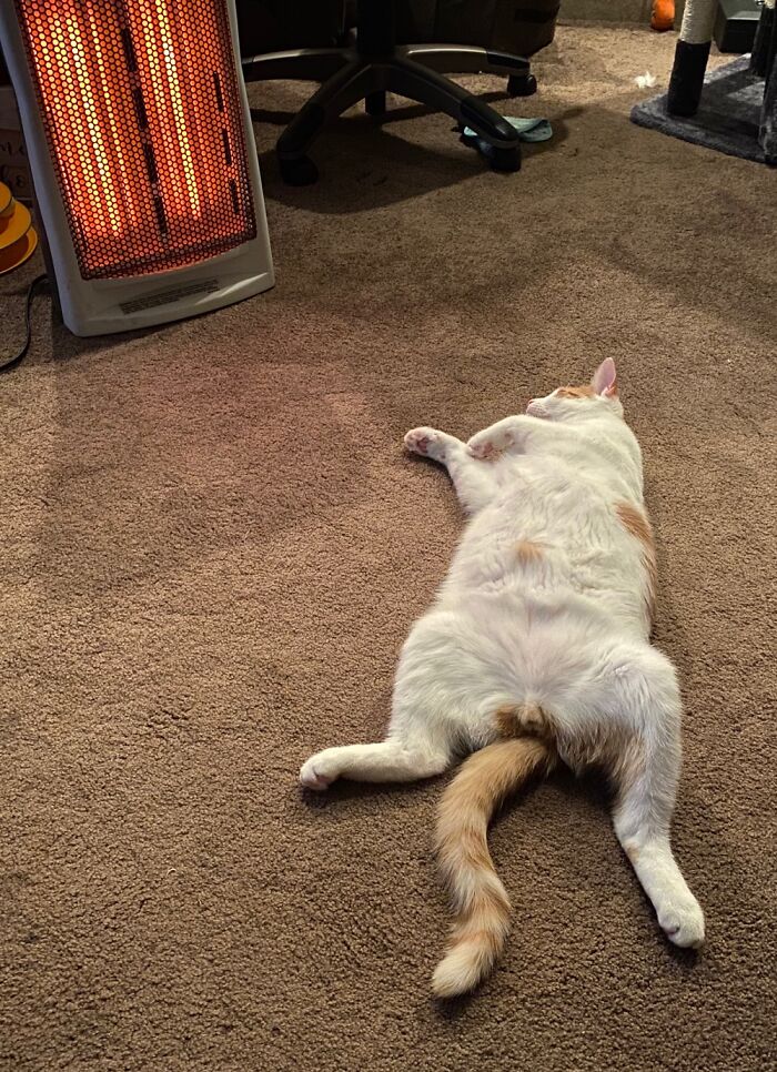 He Loves To Sleep In Front Of The Heater And Show Himself Off.