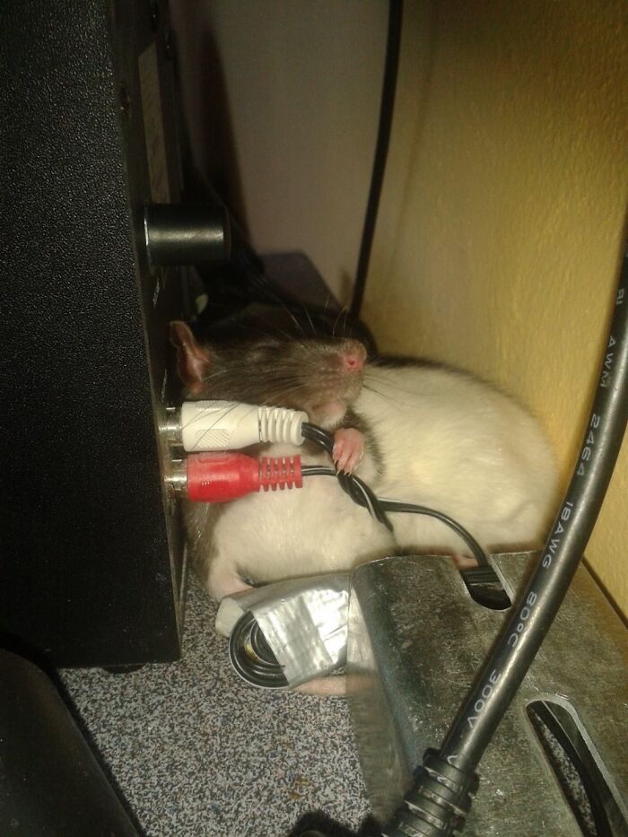 Marvin The Rat