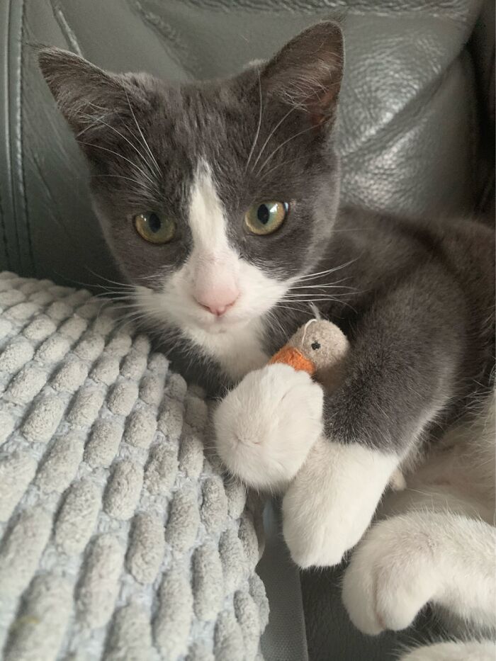 This Is Our Kitten Kona Cuddling With Her Favorite Toy