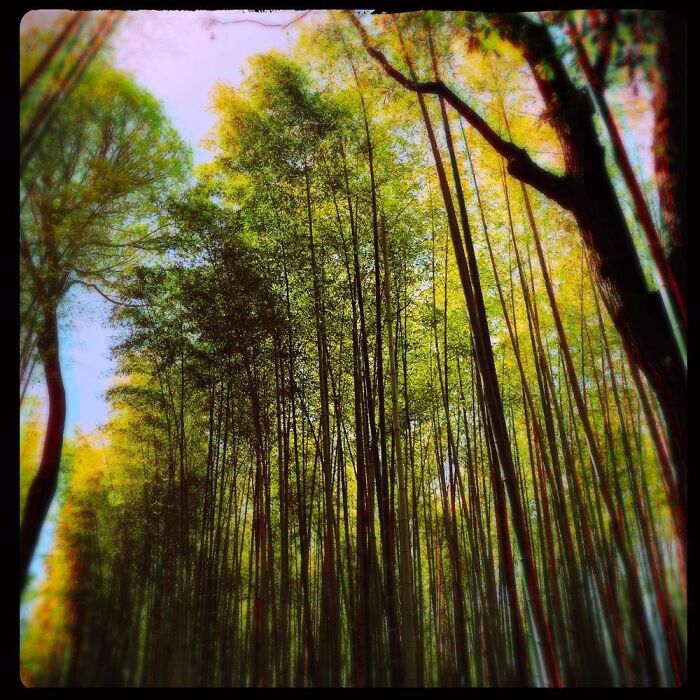 Bamboo Forest Near Kyoto