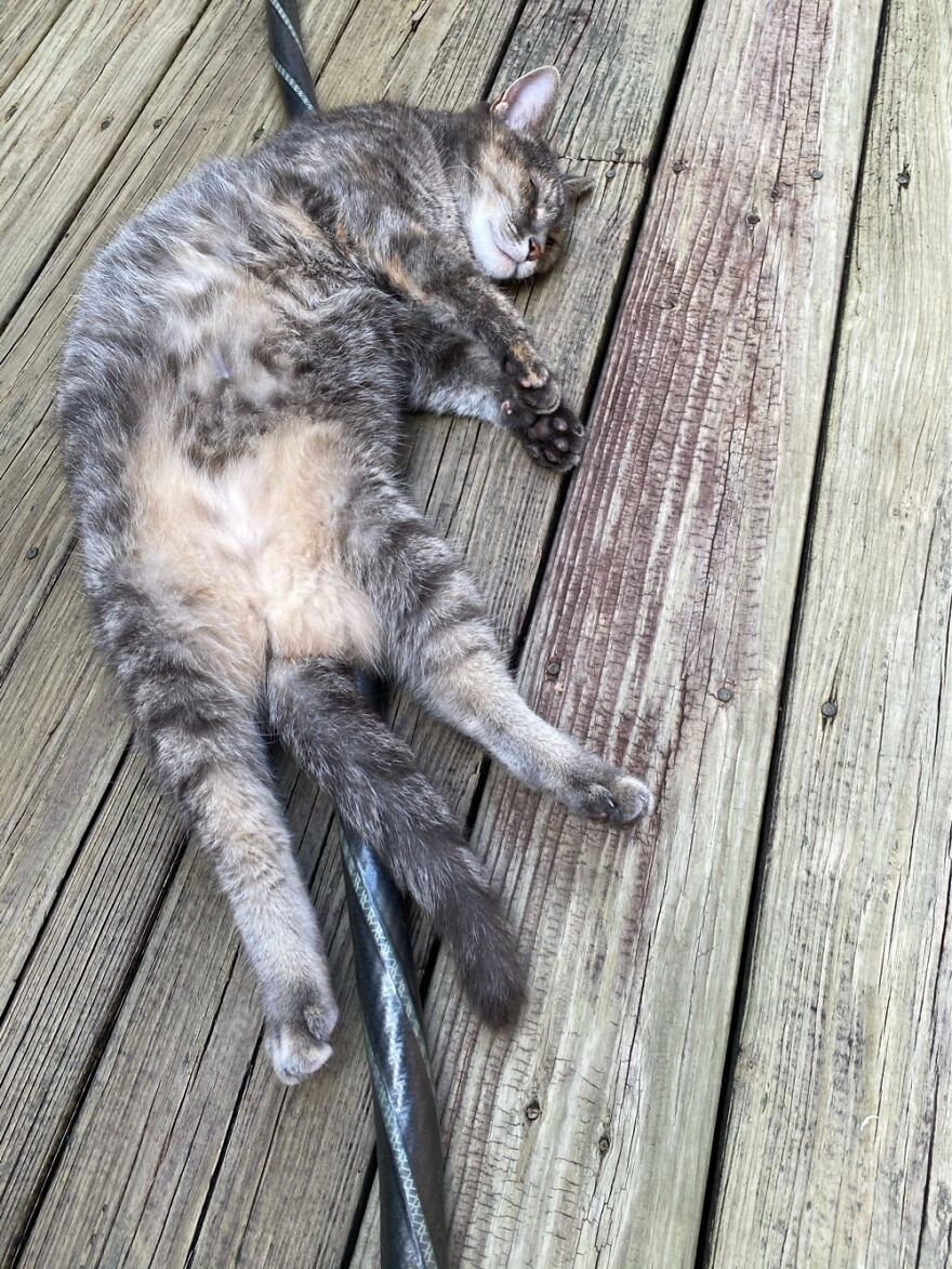 She Loves Sleeping On The Water Hose When It’s Out In The Summertime! My Favorite Weirdo!