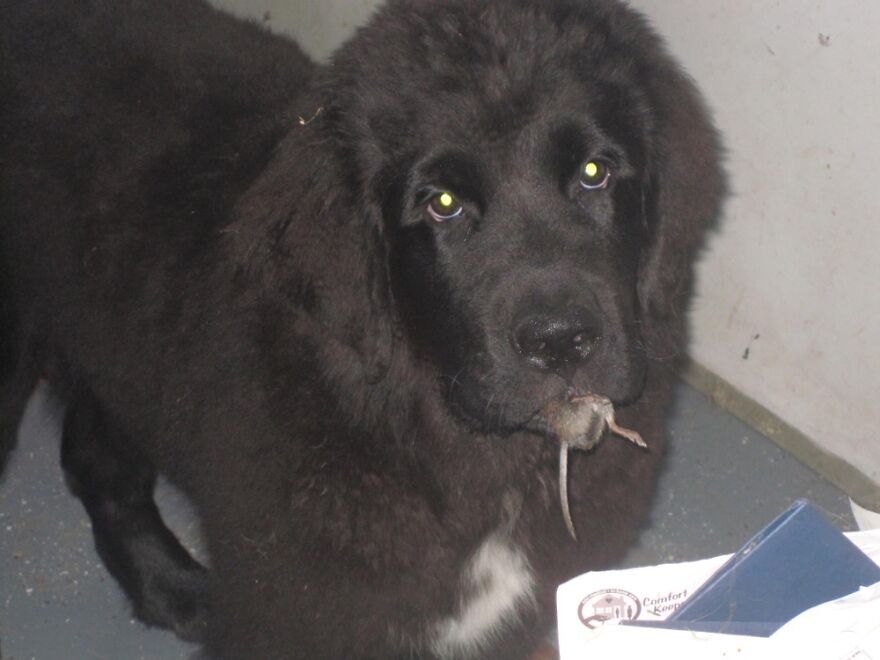 There Is Oscar, The Baby Newfoundland!
