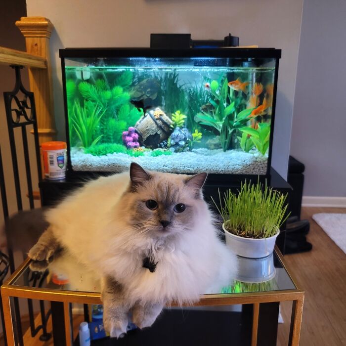 I Is The Guardian Of The Fishies..come Near Me And I Shall Lick You To Death