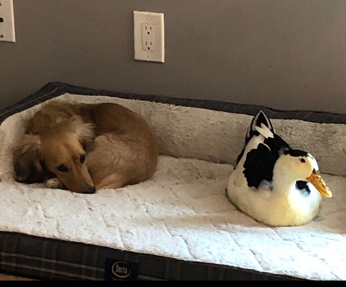 Odie (Dachshund) And Squeak The Duck