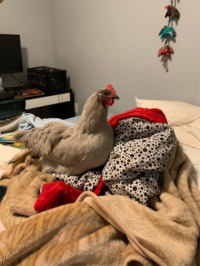 My Pet Chicken, Monica