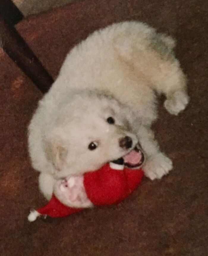 Just A Smol Polar Bear Chewing On Santa... Picture Of Innocence!