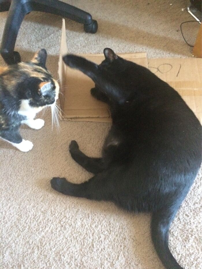 Does This Count. My Cat Destroying My Other Cats Face