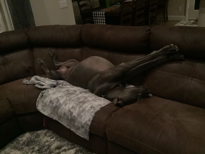 He Was Doing This Pose. His Name Is Leo. He Is A Great Dane Weimaraner Mix. Big Dog Go Indeed.