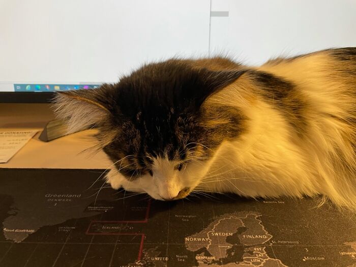Cat And Wfh Cat And Wfh
