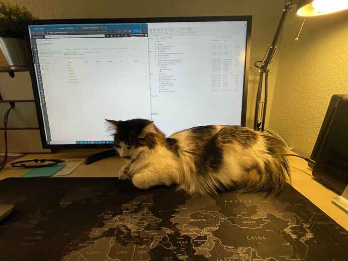 Cat And Wfh Cat And Wfh