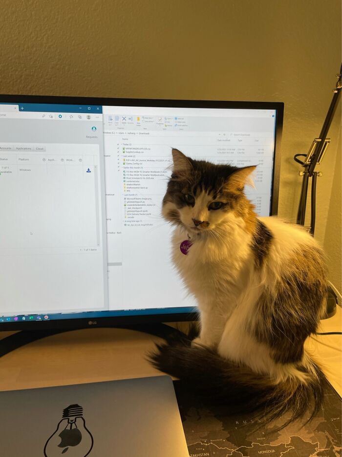 Cat And Wfh Cat And Wfh
