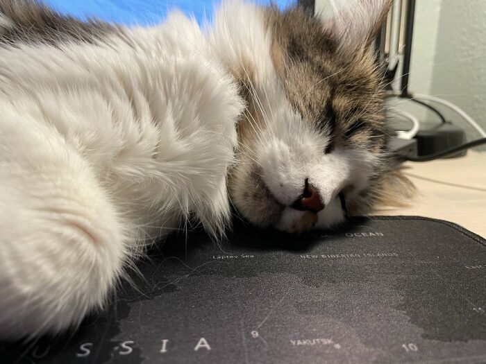Cat And Wfh Cat And Wfh