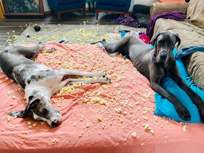 Their Humans Weren’t Invited To The Pillow Fight!
