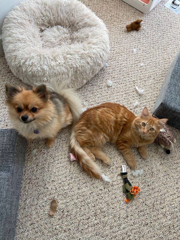 Fur Babies Are The Best! Even When They Make Messes