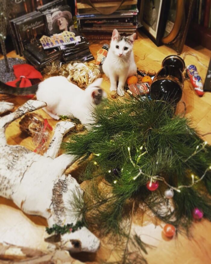 #it Wasn‘T Me. My Cats Having Fun By Spoiling Christmas Decorations