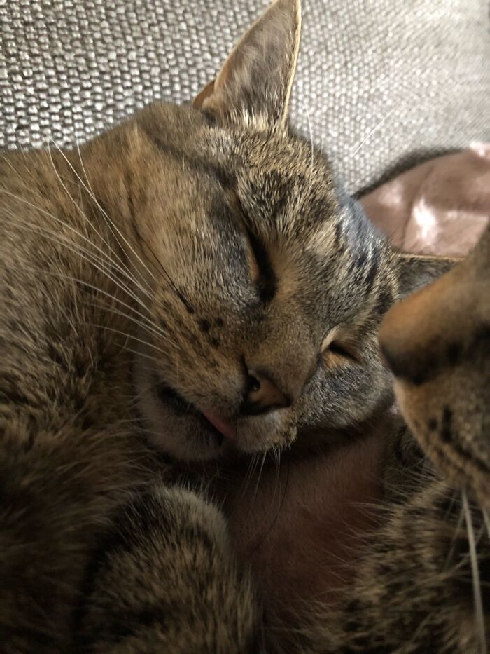 It’s My Cat Sleeping